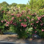 Adelfas rosas para mediana