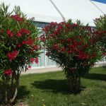 adelfas rojas en finca rústica